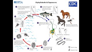 Diphyllobothrium latum Fish Tapeworm [upl. by Malanie]