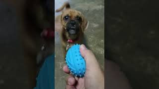 Doggie pugglelife puggles puggle shortvideo dog doglover [upl. by Tahmosh]