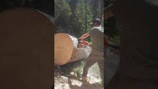 Stihl ms391 38quot log [upl. by Jessi]