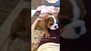 Adorable Bulldog Puppy plays rough with mom shorts bulldog puppy pitbull dog doggo [upl. by Carrillo]