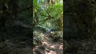 hoh rainforest 🌿  olympic nationalpark washington full 4K walking tour on channel [upl. by Eyllek861]