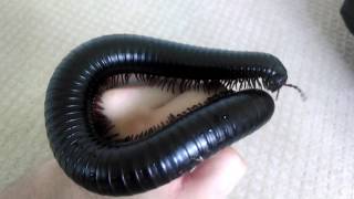 Pet Giant African Millipede [upl. by Sheedy]