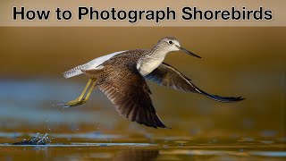 Bird photography on the beach  my tips for better photos [upl. by Adnol]