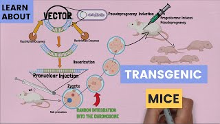 The Basics of Transgenic Mice Pronuclear Injection  How It Work and What Scientists Use It For [upl. by Russia]