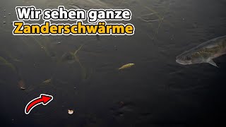 Zanderangeln auf Sicht mit Köderfisch  Geilstes Angeln überhaupt [upl. by Dewayne638]