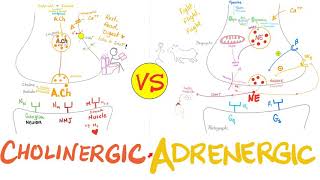 Cholinergic vs Adrenergic Nerve Fibers  Parasympathetic vs Sympathetic Nervous System  Neuro [upl. by Ahsikyt]