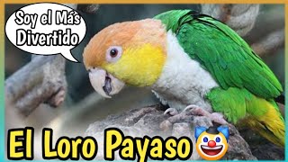 Loro Caique Cabeza Naranja Hablando El Caique parrot Cuidados Alimentación precio [upl. by Eenahs267]