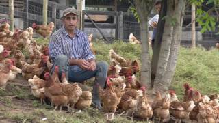 Beneficios del sistema gallina feliz  La Finca de Hoy [upl. by Nytnerb]