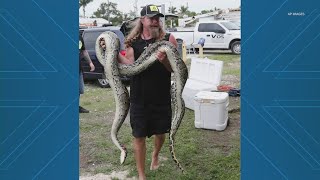 Man wins 10000 for removing 20 Burmese Pythons in Florida Python Challenge [upl. by Tombaugh]