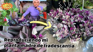 cortando la planta madre de tradescantia nanouk pink para vender en mi negocio [upl. by How866]