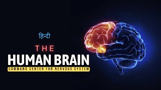 The Human Brain  Command Center for Nervous System  Hindi  Infinity Stream [upl. by Naujled190]