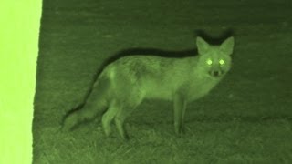 Foxing  Brilliant HD night vision fox shooting [upl. by Furie]