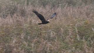 Marsh Harrier [upl. by Branscum92]