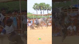 jallikattu whatsapp status Nkc ஆதனூர் பாய்ஸ் sivagangai vadam thirupathi thevar kalai [upl. by Oisor]