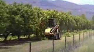 Mango Trees Pruning Australia [upl. by Hawger]