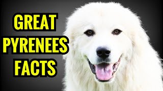 13 Amazing Facts About Great Pyrenees [upl. by Neerroc183]