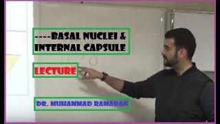 DR MOHAMED RAMADAN BASAL NUCLEI amp INTERNAL CAPSULE LECTUREANATOMY [upl. by Sarad]