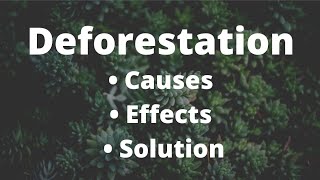 Deforestation  Causes  Effects and Solution  study [upl. by Herrington799]