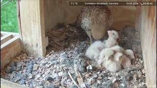 Common Kestrel nest Windsbach Germany May 10 2024 [upl. by Nwahsuq]