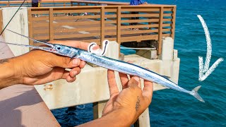 Needlefish Bait Hooks MASSIVE FISH Under Pier [upl. by Segalman577]