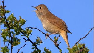 Ultimate Nightingale Birdsong For 4 Hours Of Relaxation [upl. by Heiner]