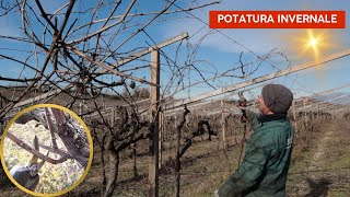 COME POTARE LA VITE a pergola [upl. by Ariadne]