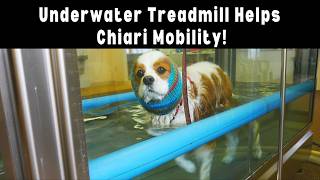 Underwater Treadmill Hydrotherapy Helps Senior Cavalier with Chiari Malformation  Dexters Story [upl. by Leahcimnhoj]