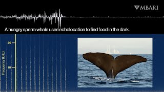 New MBARI research uncovers the secret lives of sperm whales [upl. by Hgielar]