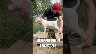 STANDARD BULLY PUPPYPERFECT TOPLINE never to young to stack ‼️ [upl. by Brick]