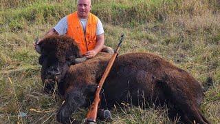 Hunting bison with mauser k98 from 1942 [upl. by Annaitsirk]