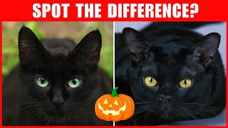 How to Tell The Difference Between Black Cats and Bombay Cats [upl. by Airotkciv248]