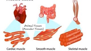 Animal Tissues  class 9  V2 Digital Science with Himani [upl. by Rubin]