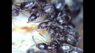 Odorous House Ants Feeding [upl. by Worl]