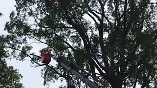 Workers cutting down an unhealthy tembusu tree at St Georges Church [upl. by Luttrell]