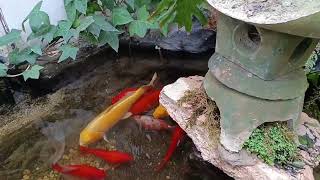 Koi Carps en mi Jardín 🏡 [upl. by Ohcamac366]