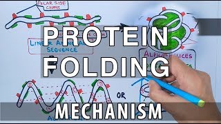 Molecular Chaperones in Protein Folding and Neurodegeneration [upl. by Joette852]