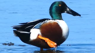 Northern shoveler ducks [upl. by Dikmen932]