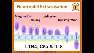 Histamine Prostaglandin Leukotrienes Bradkinin PGE2 LTB4 Chemotactic Factors [upl. by Yun398]