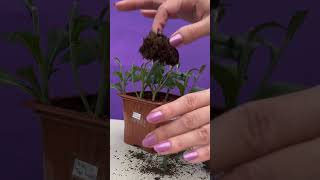 Bolchrysant stekken gardening garden cuttingskills [upl. by Orlando]