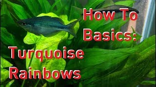 How To Basics Turquoise Rainbow Fish [upl. by Ahdar]