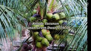 Kelapa Tacunan  Tacunan Green Dwarf TACD [upl. by Paolina]