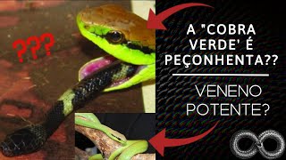 A quotCOBRA VERDEquot É PEÇONHENTA  Philodryas olfersii [upl. by Ifill759]