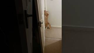 Clever Cat Opening Door shorts [upl. by Yror851]