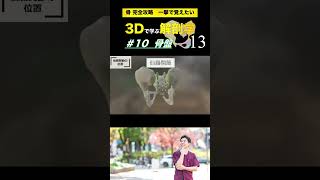 仙腸関節を前後からチェック！【3Dで学ぶ解剖学】動きの要となる骨盤を3Dアニメーションで完全理解❗️骨盤 骨盤調整 骨盤の歪み [upl. by Matthaus]