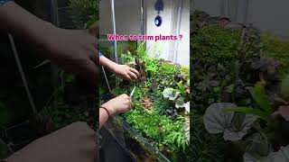 When to Trim Plants for MAXIMUM Growth plants terrarium [upl. by Htidirem]