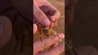 Giant Camel Spider Bite [upl. by Siradal]