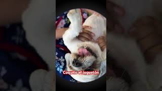 El perro juguetón parati losmasvirales shortvideos humor fvrt [upl. by Mehalick]