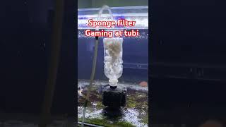 Subukan sponge filter gaming mg3knows goldfish greenalgae goldfishgrooming aquarium groomer [upl. by Del]