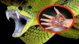 THE MOST VENOMOUS SNAKES In The World [upl. by Sydel695]