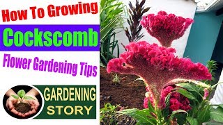 How To Growing Cockscomb Flower  Gardening Tips [upl. by Nostets692]